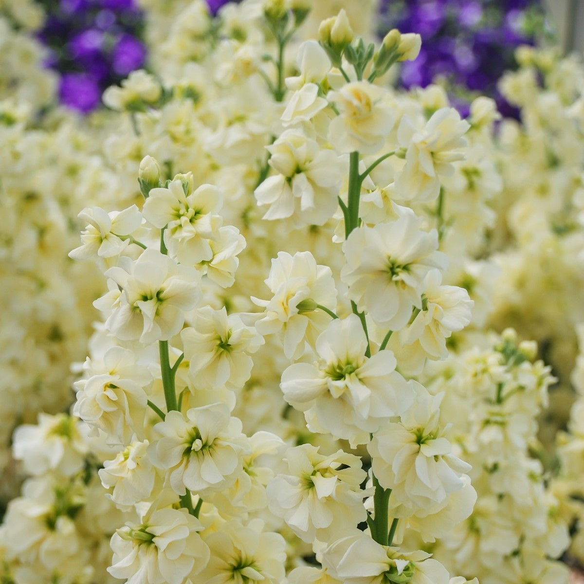 Fiala letná Anytime Yellow - Matthiola incana - semená - 60 ks