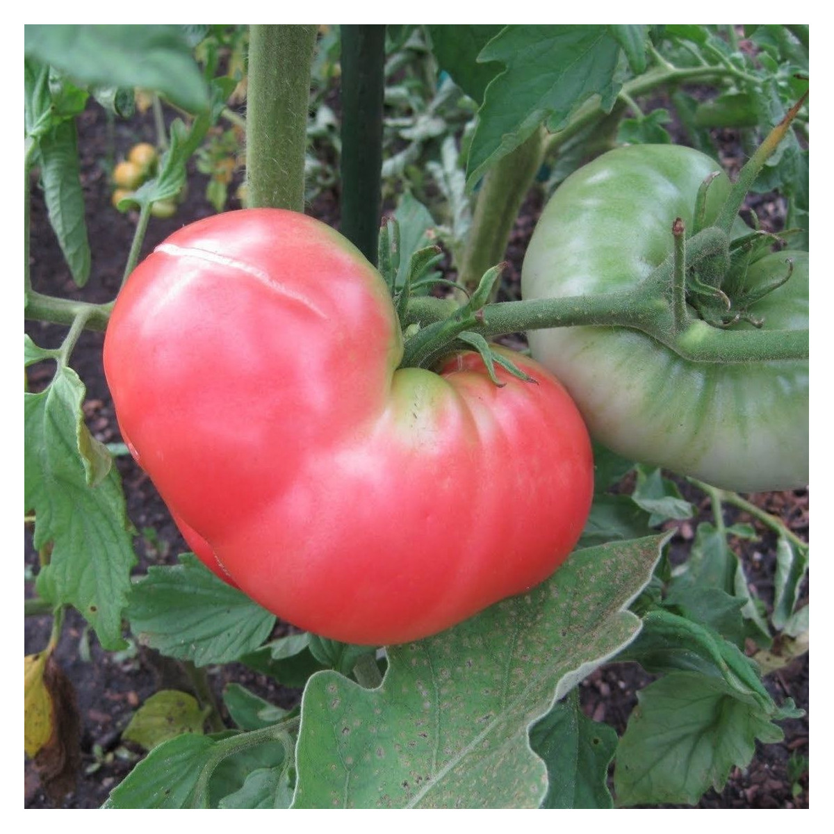 Paradajka Ponderosa Pink - Solanum lycopersicum - semená - 7 ks