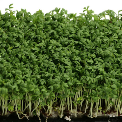 Žerucha záhradná Mega - Lepidium sativum - semená - 800 ks