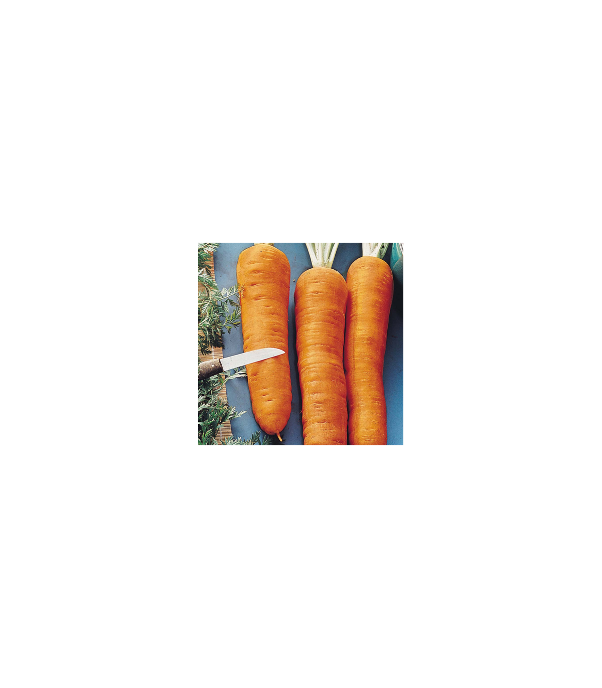 Mrkva Autumn King 2 - Daucus carota - semená mrkvy - 1 gr