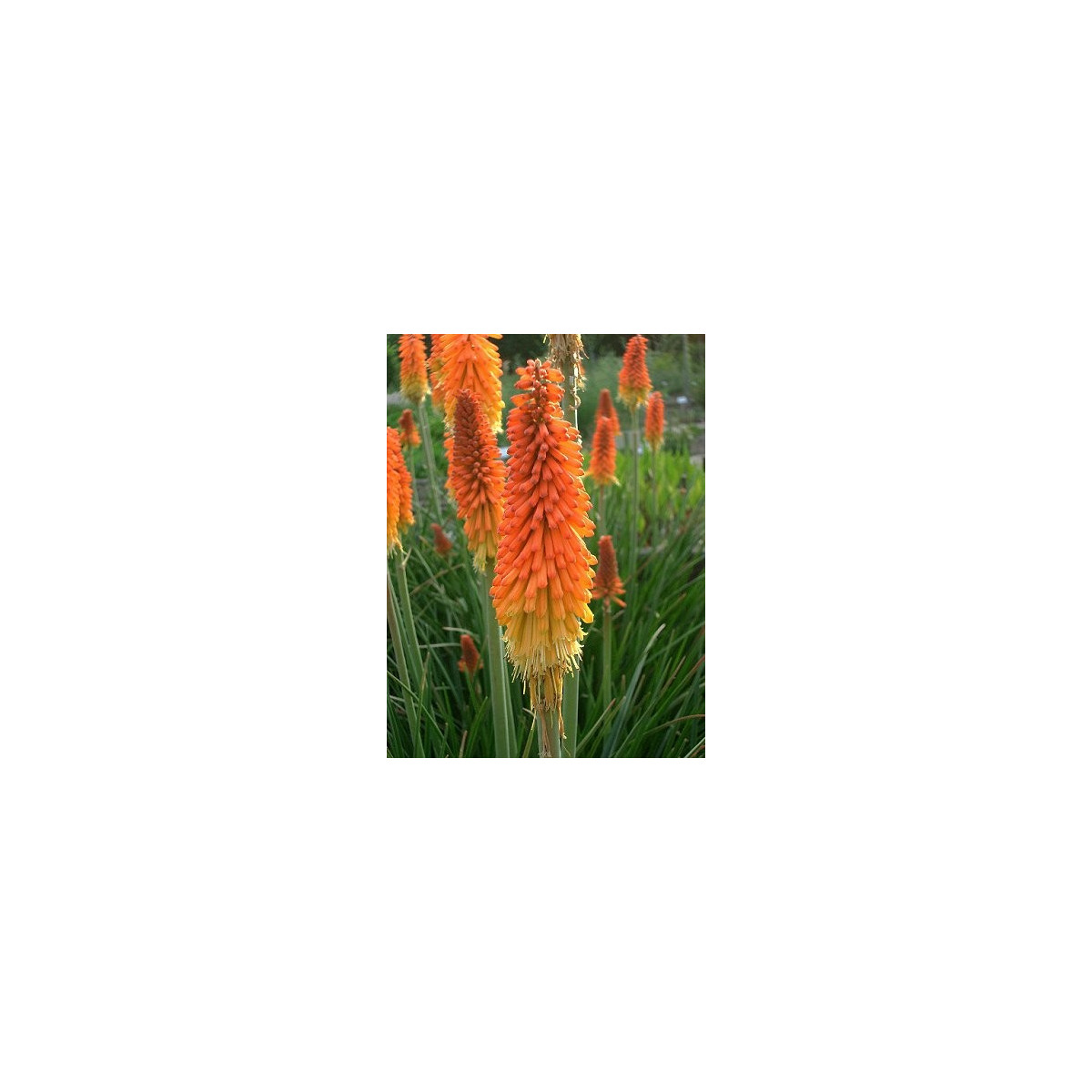 Mnohokvet  Hot Poker - Kniphofia uvaria Tritoma - semená - 4 ks