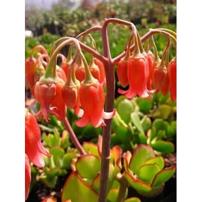 Kotyledón oranžový - Cotyledon - semená - 5 ks