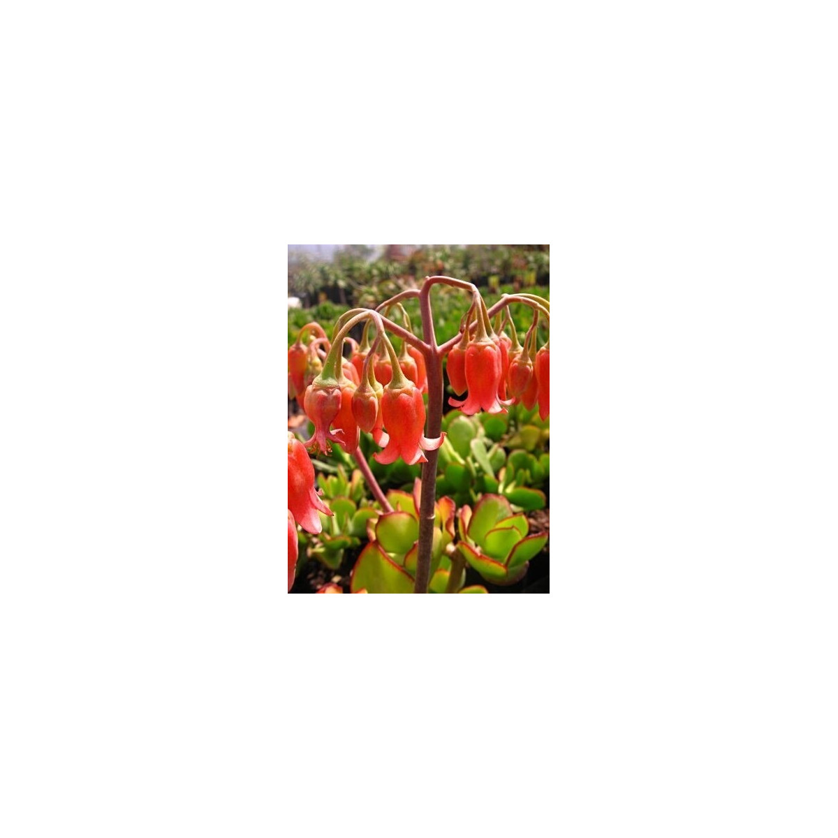 Kotyledón oranžový - Cotyledon - semená - 5 ks