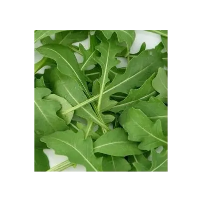 Rukola siata - bio - semená - 50 ks