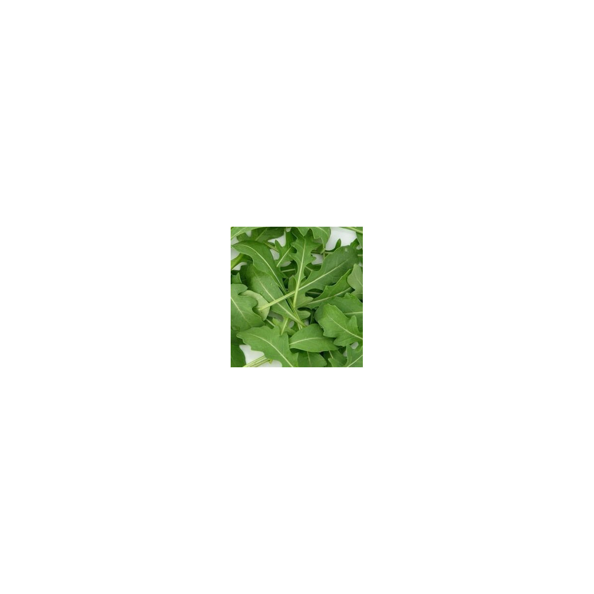 Rukola siata - bio - semená - 50 ks