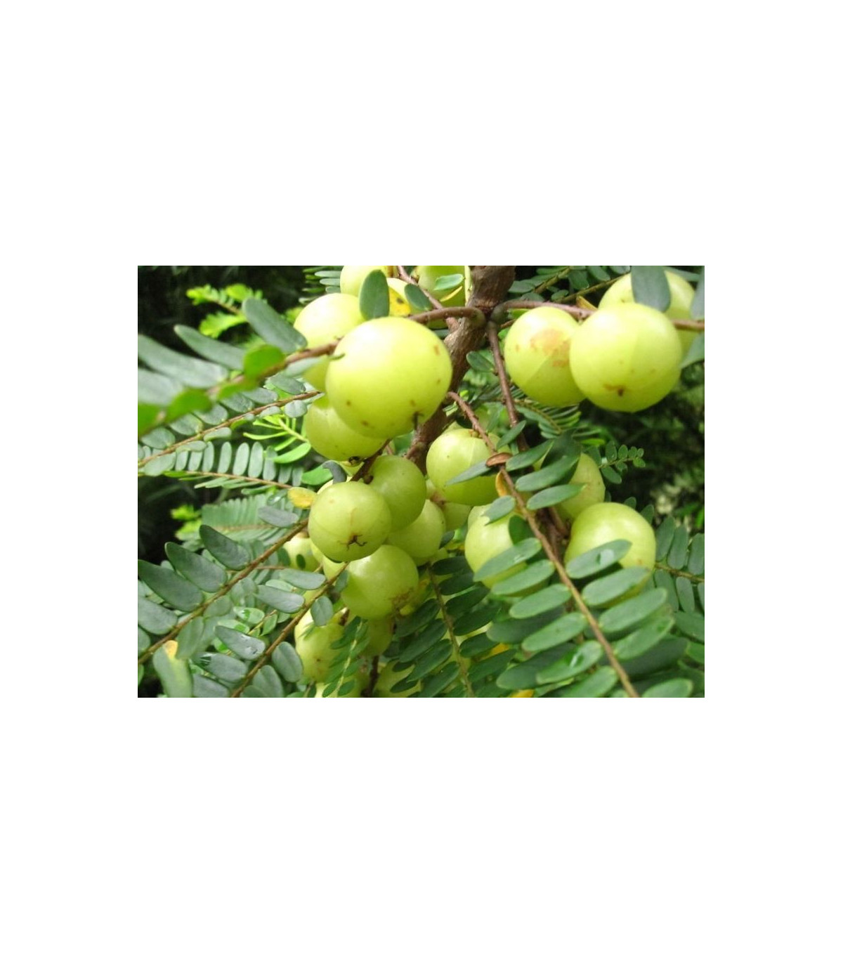 Egreš indický - Phyllantus Emblica - semená - 6 ks