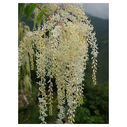 Ledenbergia peruánska - semená - 8 ks - Ledenbergia peruviana