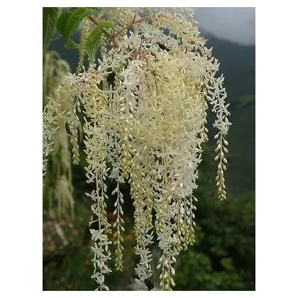 Ledenbergia peruánska - Ledenbergia peruviana - semená - 8 ks