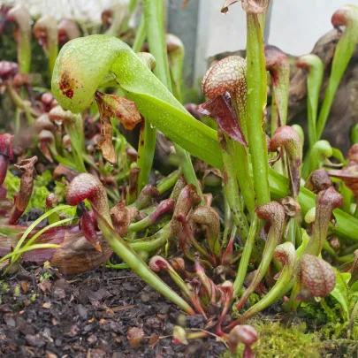 Darlingtonia kalifornská - Darlingtonia california - semená - 12 ks