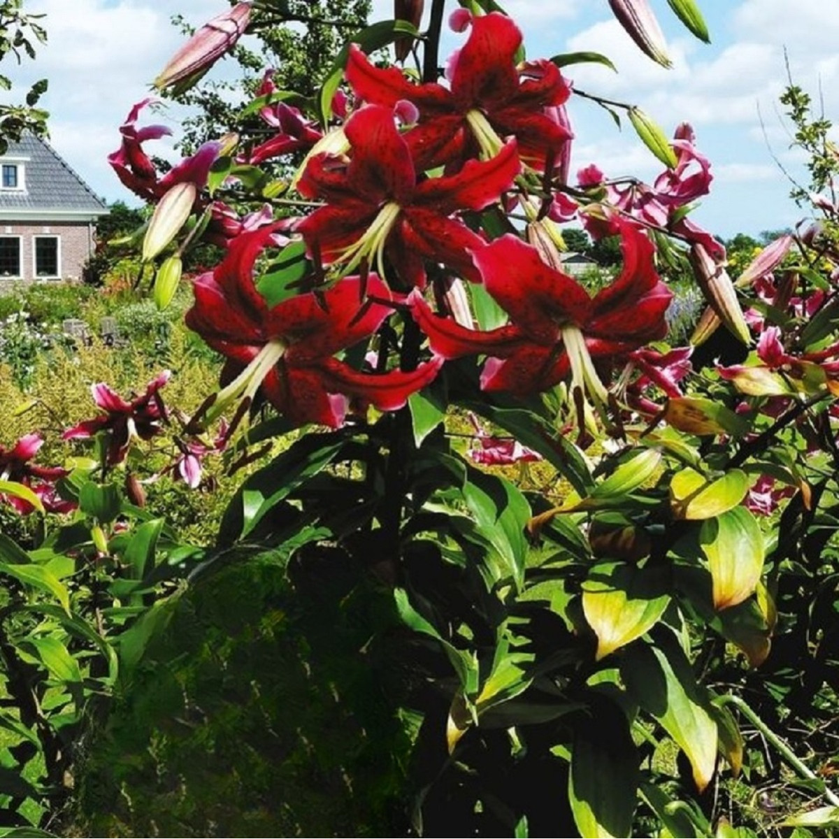 Ľalia Miss Feya - Lilium - cibuľoviny - 1 ks