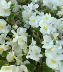 Begónia Super Olympia biela F1 - Begonia semperflorens - semená - 20 ks