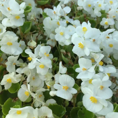Begónia Super Olympia biela F1 - Begonia semperflorens - semená - 20 ks