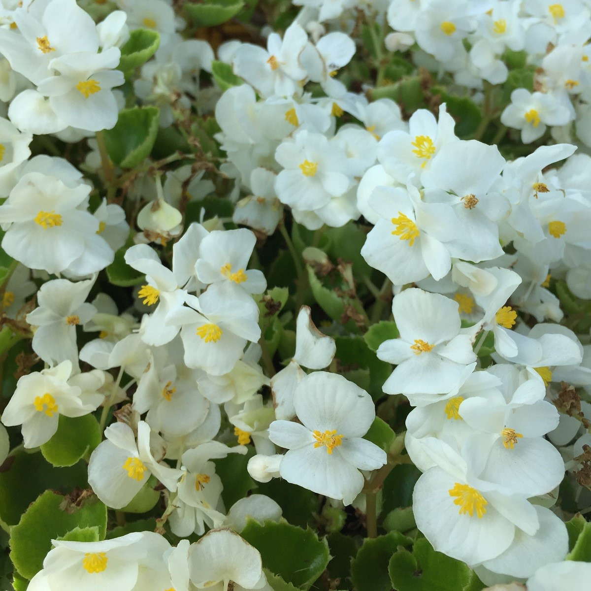 Begónia Super Olympia biela F1 - Begonia semperflorens - semená - 20 ks