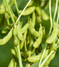 Sója Dame Hanae - Glycine max - semená - 20 ks