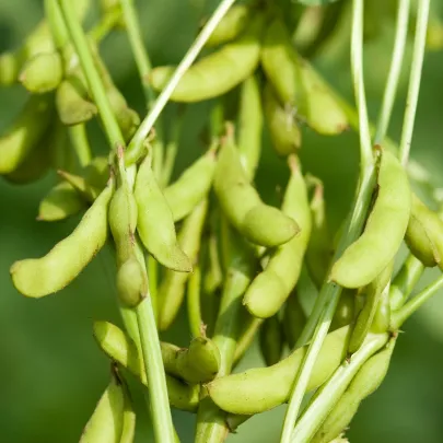 Sója Dame Hanae - Glycine max - semená - 20 ks