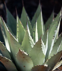 Agáve kalifornské - Agave deserti - semená - 18 ks