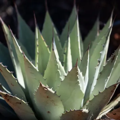 Agáve kalifornské - Agave deserti - semená - 18 ks