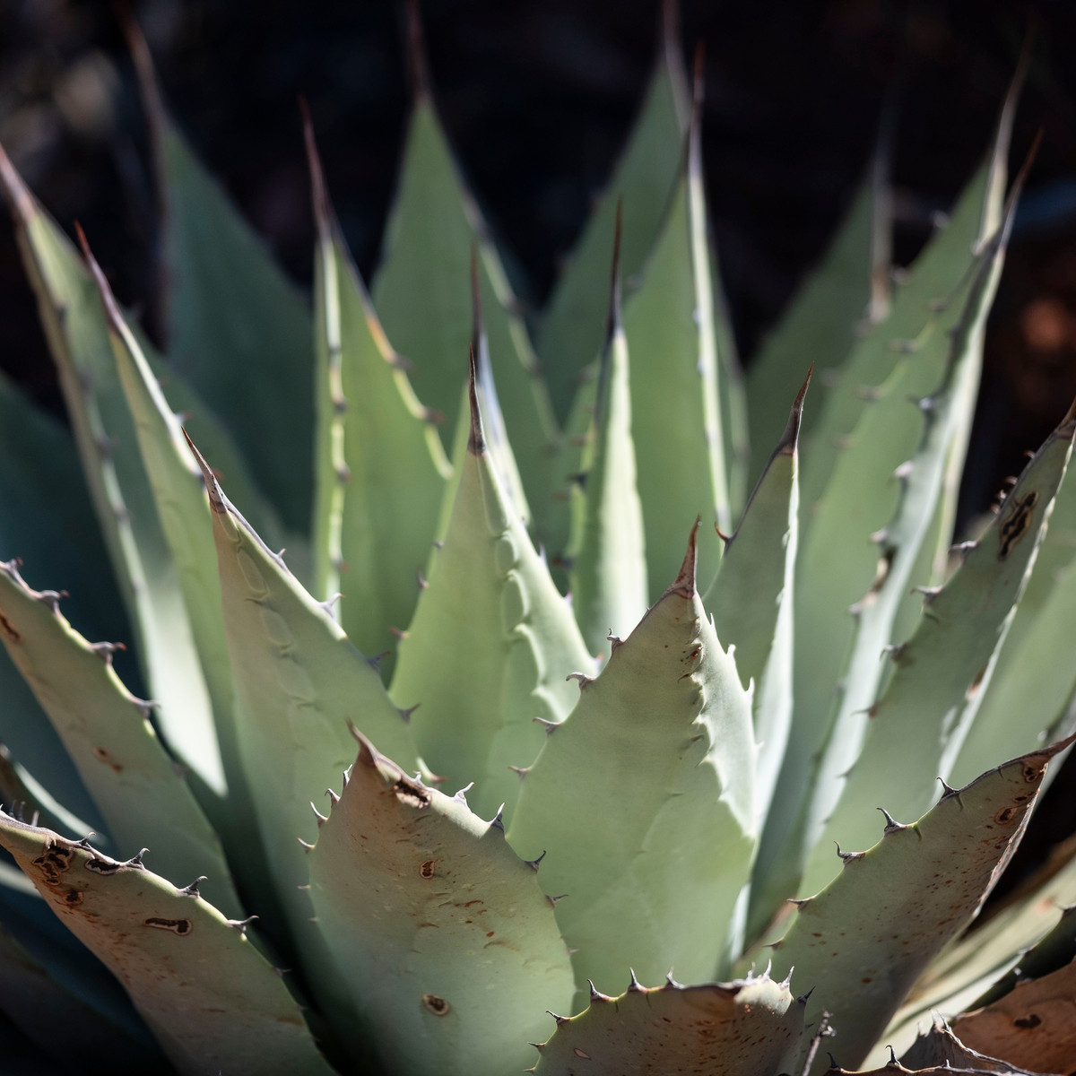 Agáve kalifornské - Agave deserti - semená - 18 ks