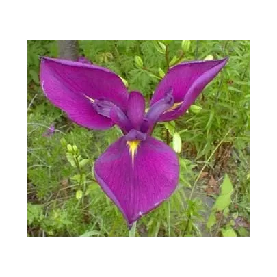Kosatec japonský - Iris ensata - semená - 5 ks