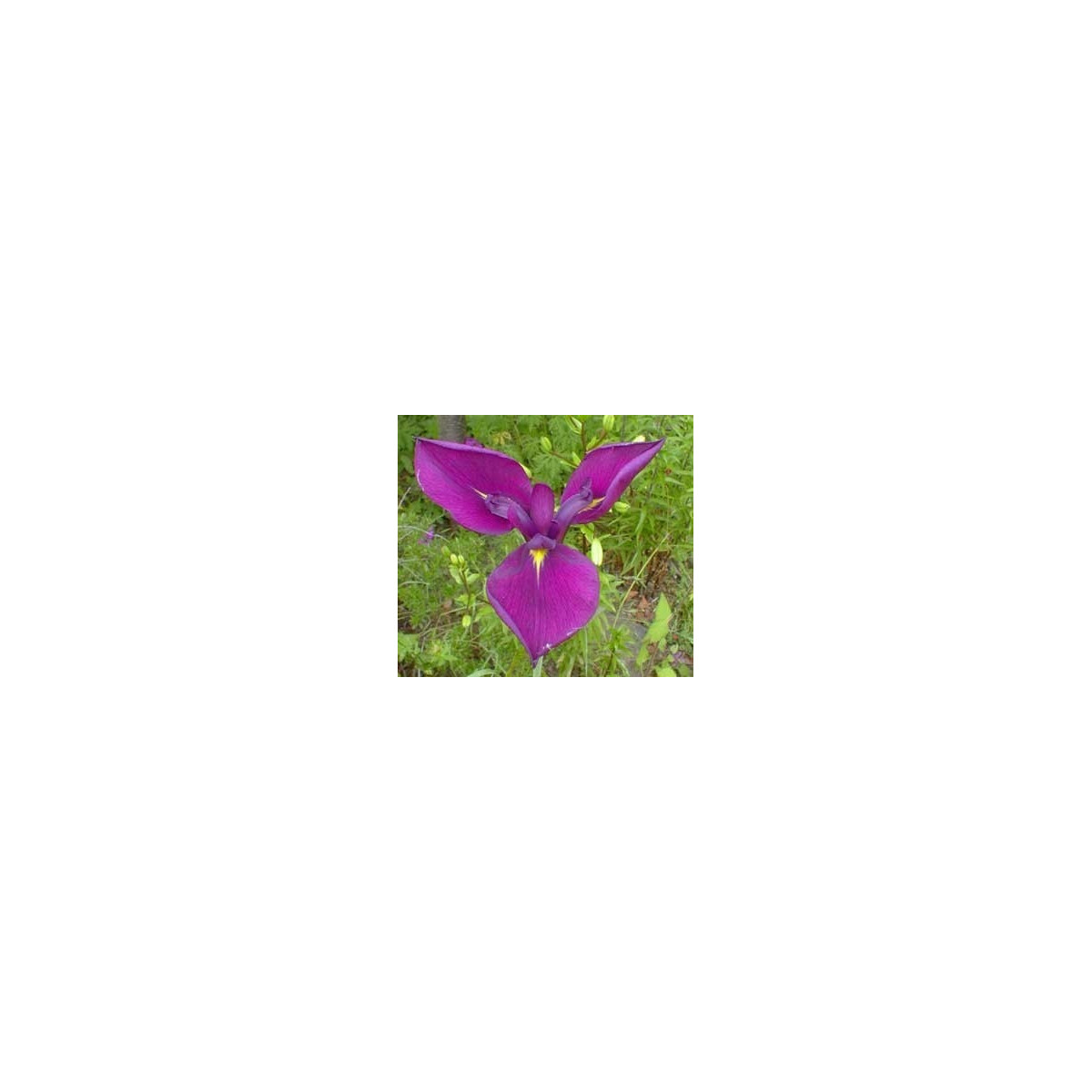 Kosatec japonský - Iris ensata - semená - 5 ks