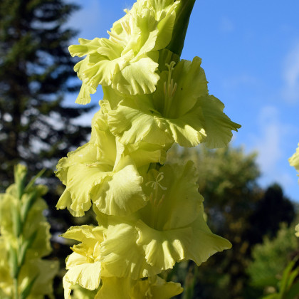 Gladiola Green star – Gladiolus – hľuzy gladioly