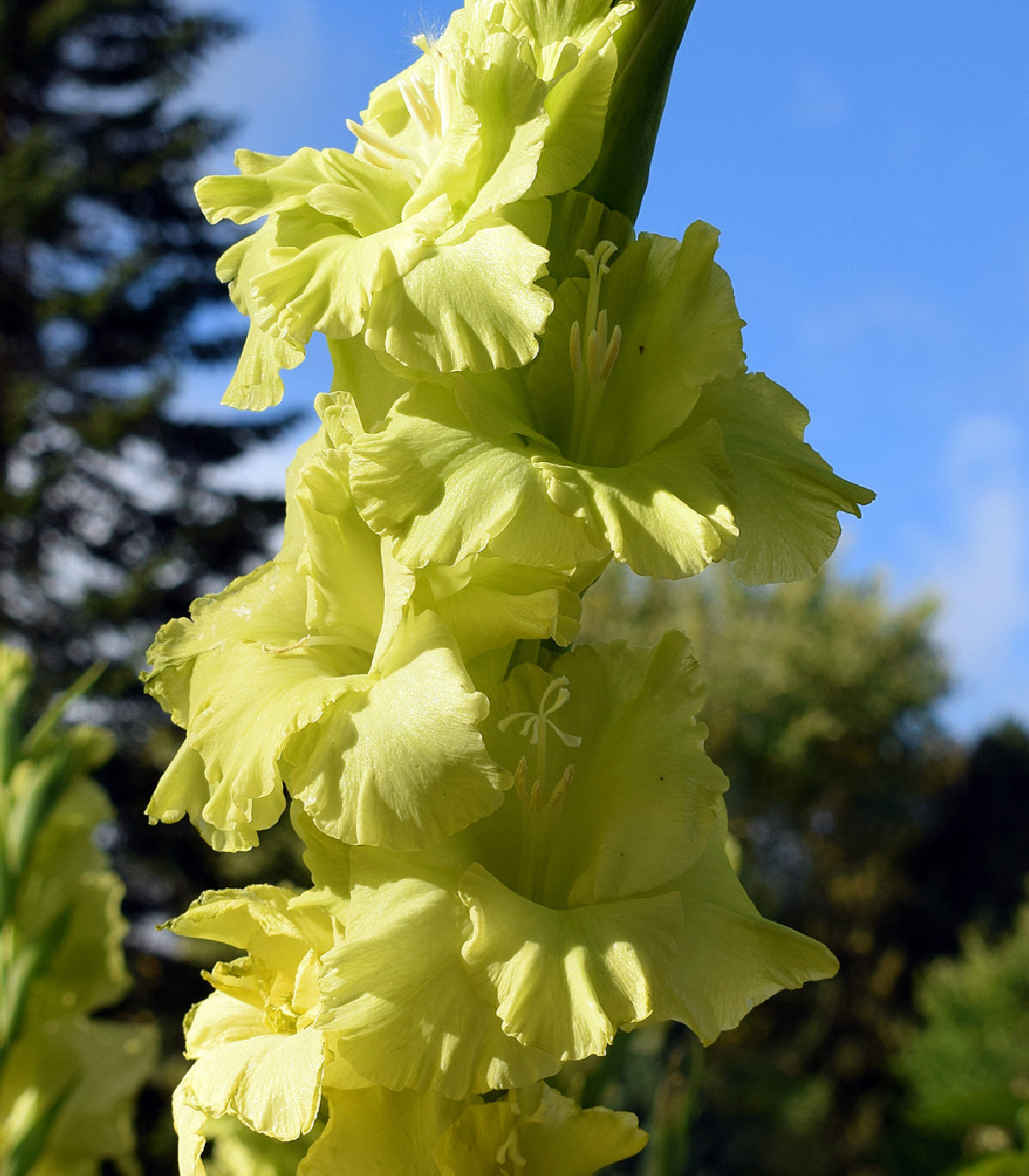 Gladiola Green star - Gladiolus - cibuľoviny - 3 ks