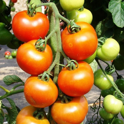 Paradajka Orkado F1 - Solanum lycopersicum - semená - 0,1 g