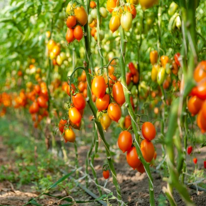 Paradajka Radana - Solanum lycopersicum - semená - 15 ks