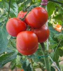 Paradajka Harzfeuer - Solanum lycopersicum - semená - 6 ks