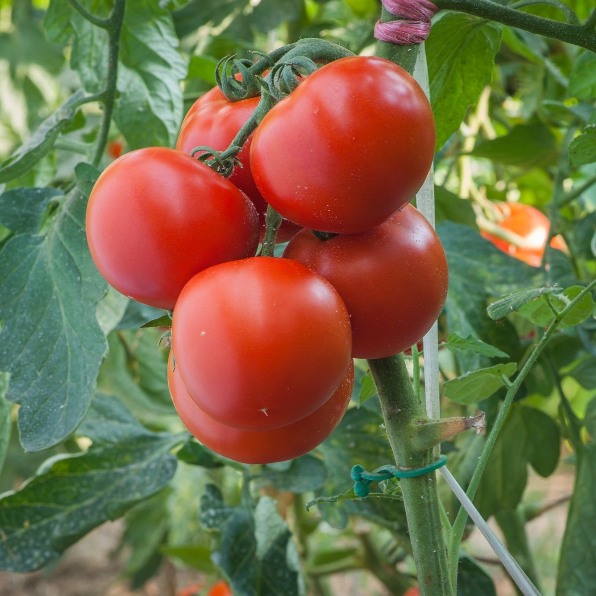 Paradajka Harzfeuer - Solanum lycopersicum - semená - 6 ks