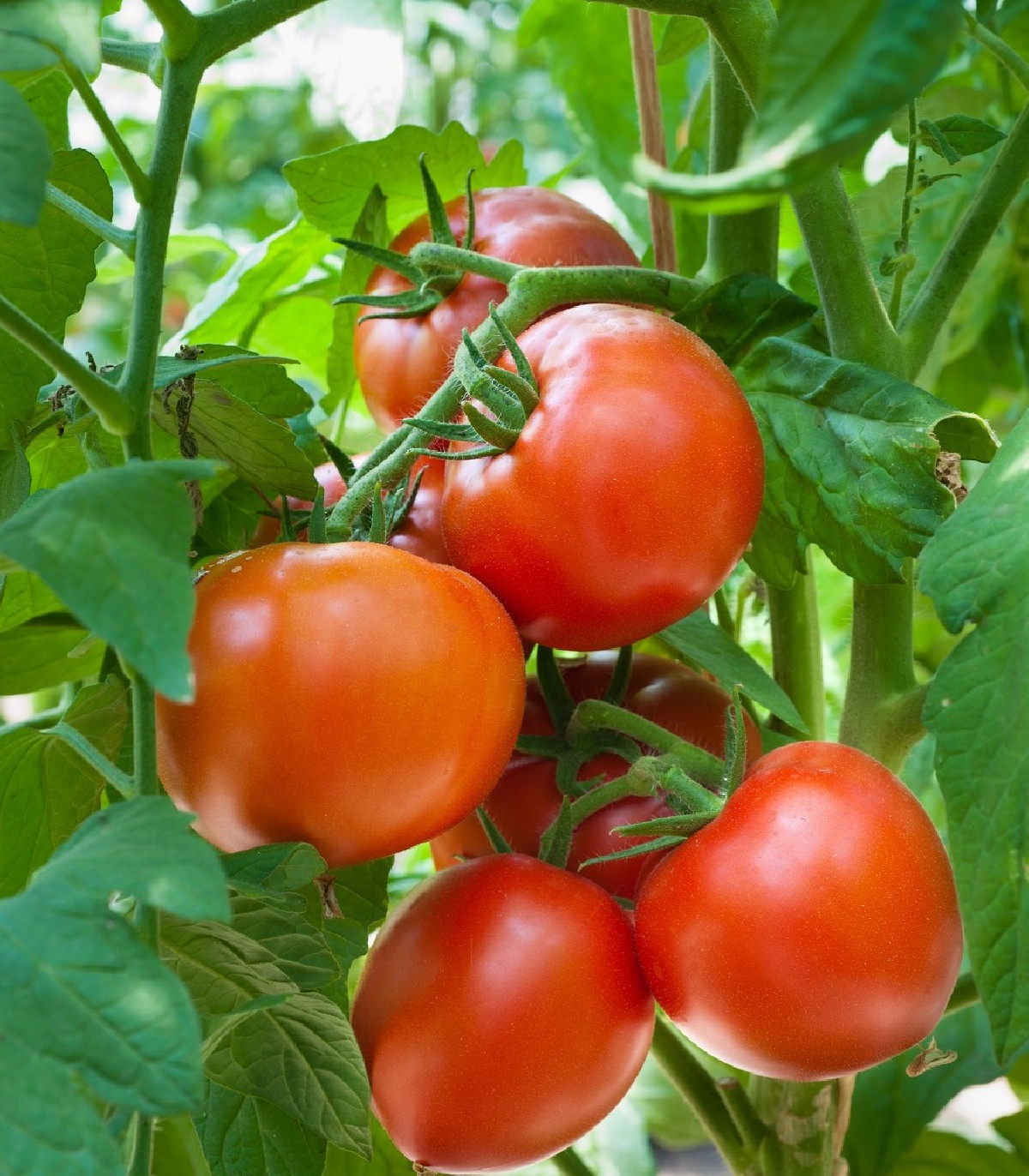 Semená paradajky – Paradajka Hamlet F1 – Solanum lycopersicum