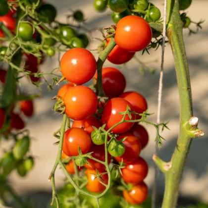 Semená paradajky – Paradajka Obrie hrozno – Solanum lycopersicum