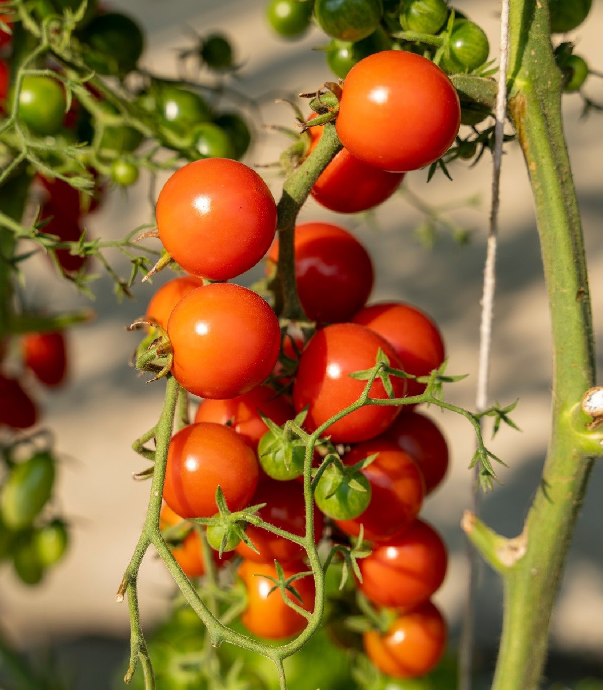 Semená paradajky – Paradajka Obrie hrozno – Solanum lycopersicum