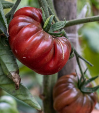 Paradajka Čierny Krym - Solanum lycopersicum - semená - 7 ks