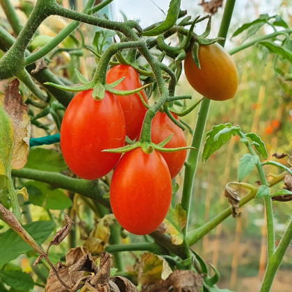 BIO Paradajka Taste F1 - Solanum lycopersicum - bio semená - 10 ks