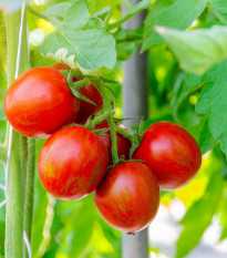 Paradajka Tigerella - Solanum lycopersicum - semená - 6 ks