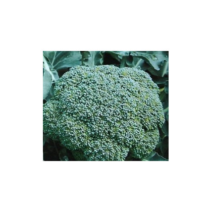 Brokolice Cezar - semena brokolice - Brassica oleracea - 0,6 gr