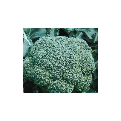 Brokolica Cezar - Brassica oleracea - semená - 0,6 g