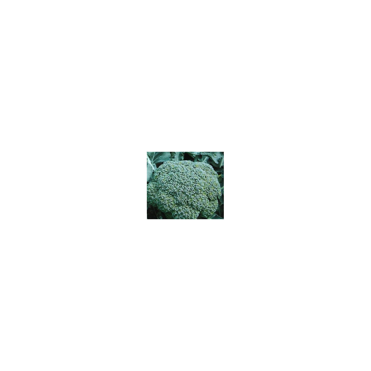 Brokolica Cezar - Brassica oleracea - semená - 0,6 g