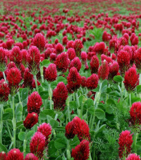 Ďatelina inkarnát - Trifolium incarnatum - semená - 150 ks