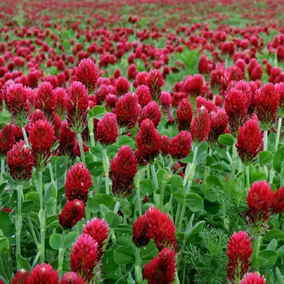 Ďatelina inkarnát - Trifolium incarnatum - semená - 150 ks