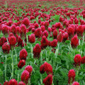 Ďatelina inkarnát - Trifolium incarnatum - semená - 150 ks