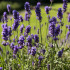 Levanduľa Hidcote Blue Strain - Lavandula angustifolia - semená -  30 ks