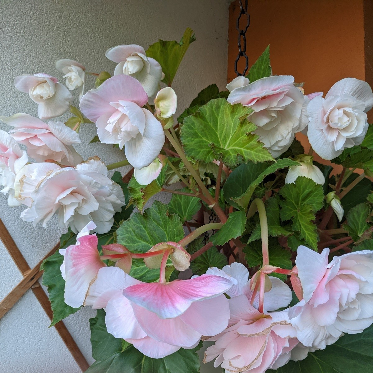 Begónia previsnutá Angelique - Begonia odorata - cibuľoviny - 2 ks