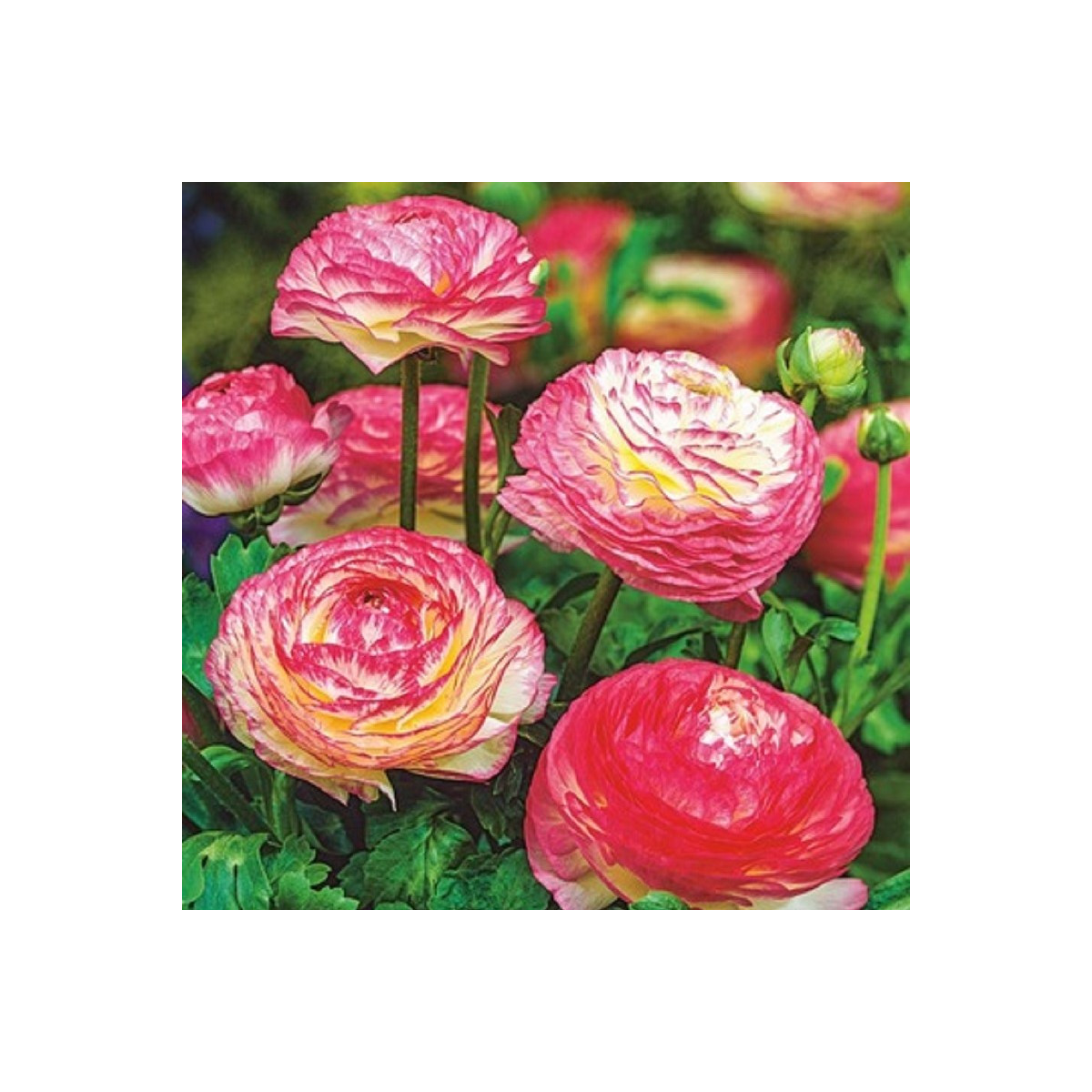 Iskerník plnokvetý Picotee ružový - Ranunculus asiaticus - cibuľoviny - 3 ks