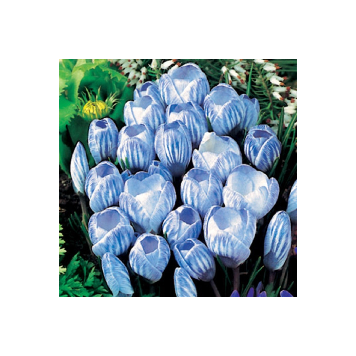 Krókus Sky Blue - Crocus vernus - cibuľoviny - 3 ks