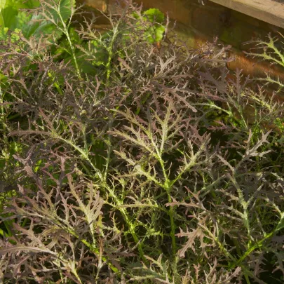 Horčica Moutarde Rouge Metis - Brassica juncea - semená - 100 ks