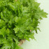 BIO Horčica Wasabina - Brassica juncea - bio semená - 100 ks