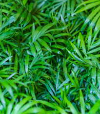 Palma horská - Chamaedorea seifrizii - semená - 8 ks