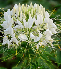 Kleoma tŕnitá biela - Cleome houtteana - semená - 10 ks